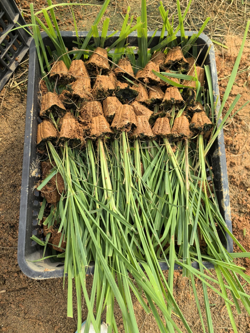 各种甘蔗杯苗（直种苗），种茎苗