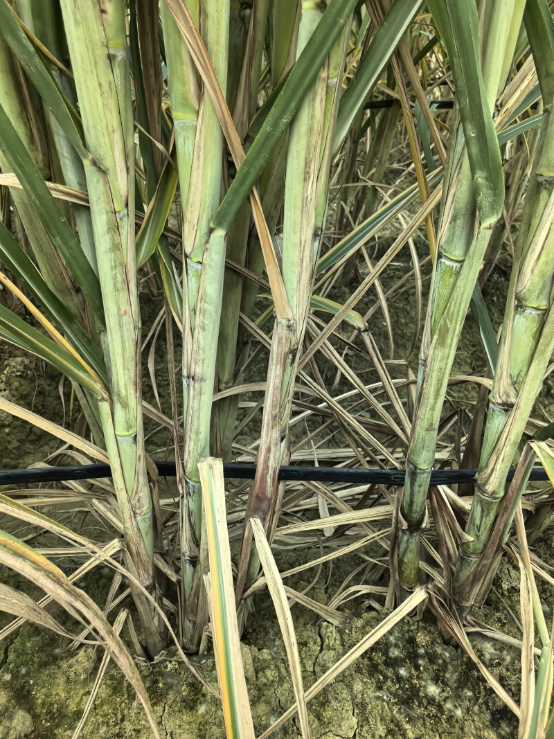 各种甘蔗杯苗（直种苗），种茎苗