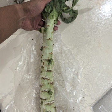 青笋莴笋
