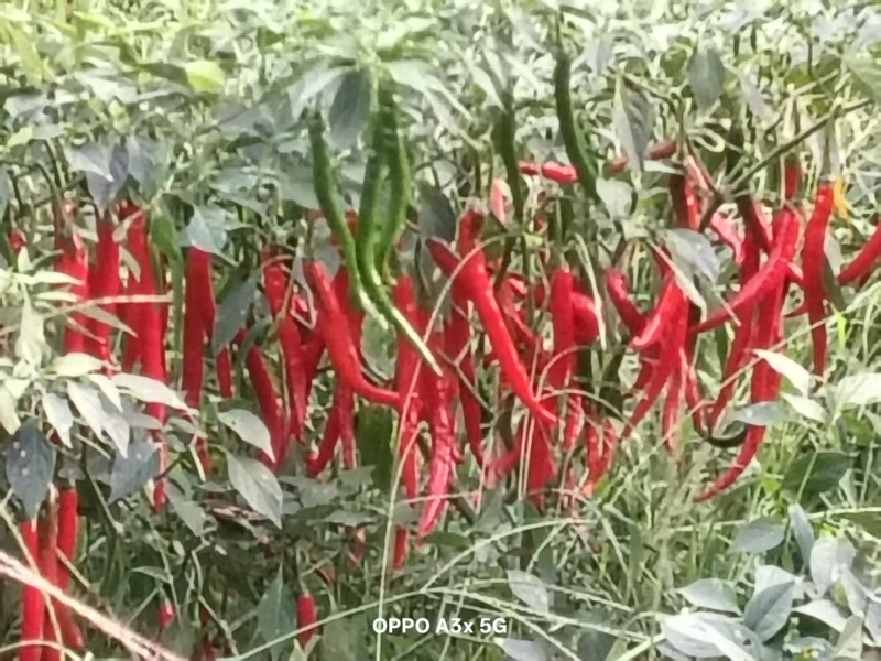 七号椒快要结束了。