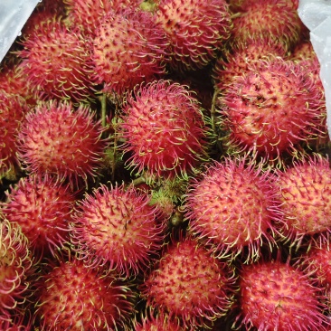 越南红毛丹