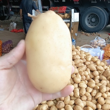 需要土豆的老板联系我。电话*************同号