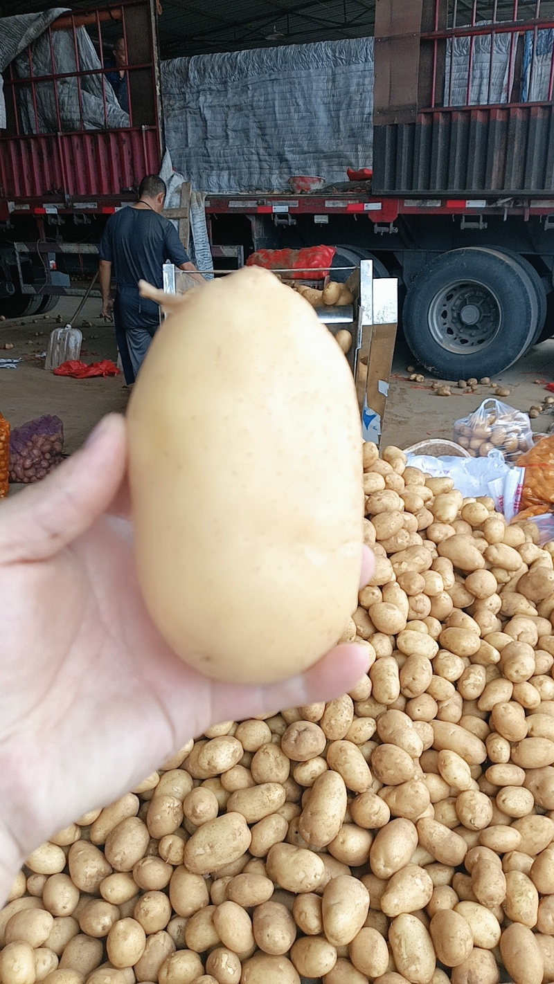 需要土豆的老板联系我。电话*************同号