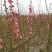 基地梅花骨里红批发***********