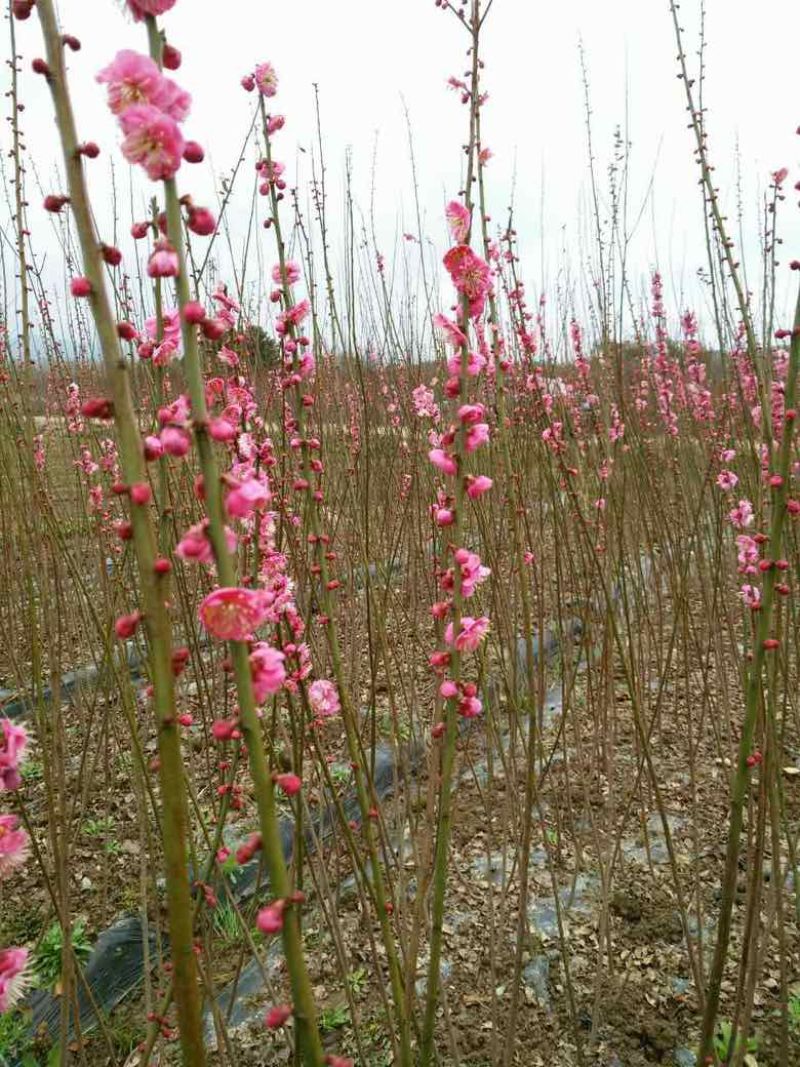 基地梅花骨里红批发***********