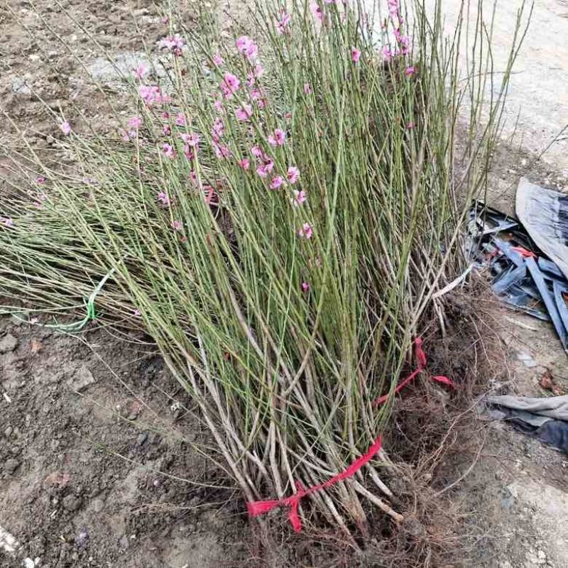 基地梅花骨里红批发***********