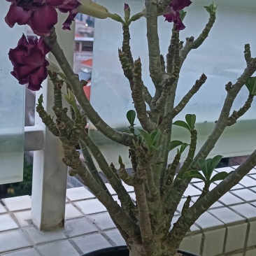 沙漠玫瑰(紫黑色)