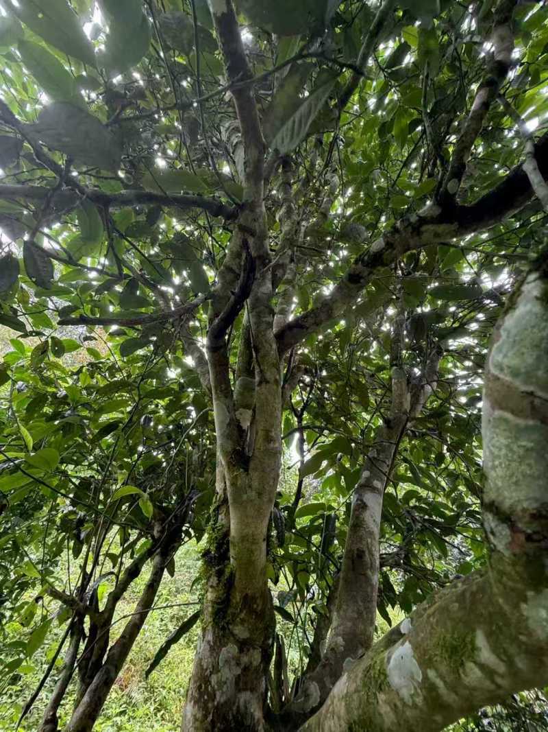 茶叶普洱茶