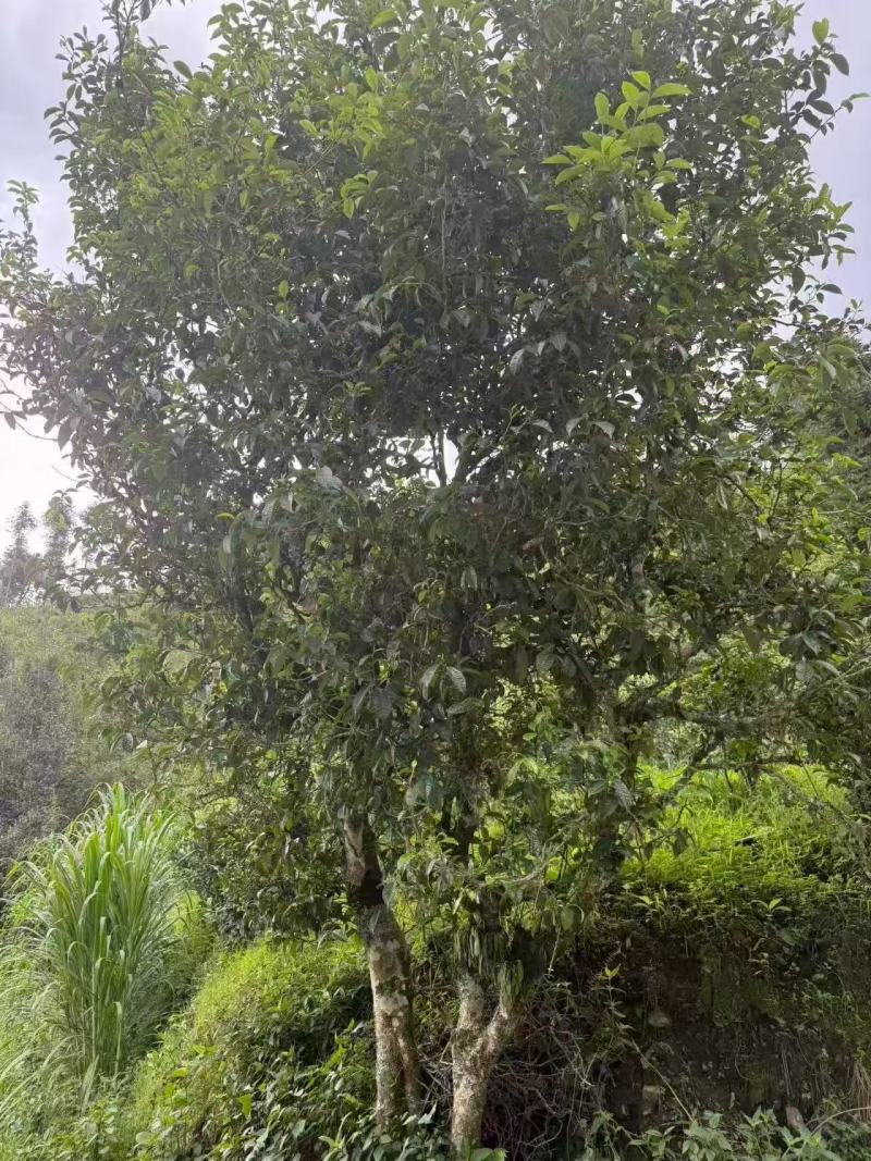 茶叶普洱茶