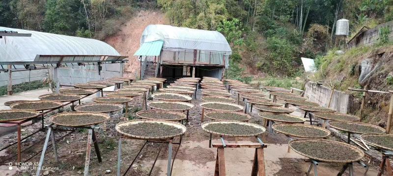 茶叶普洱茶
