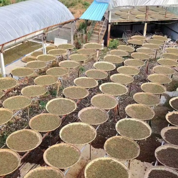 茶叶普洱茶