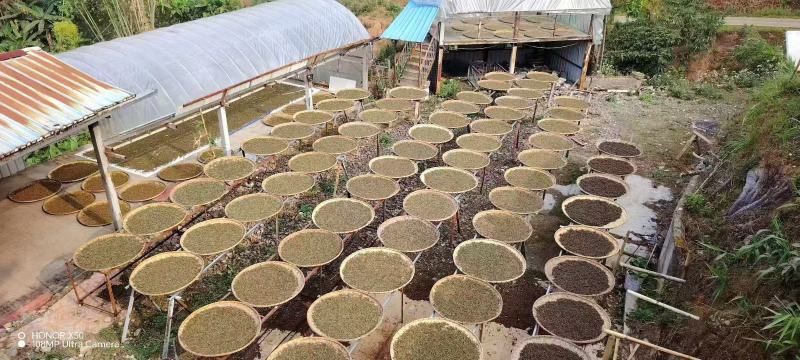 茶叶普洱茶