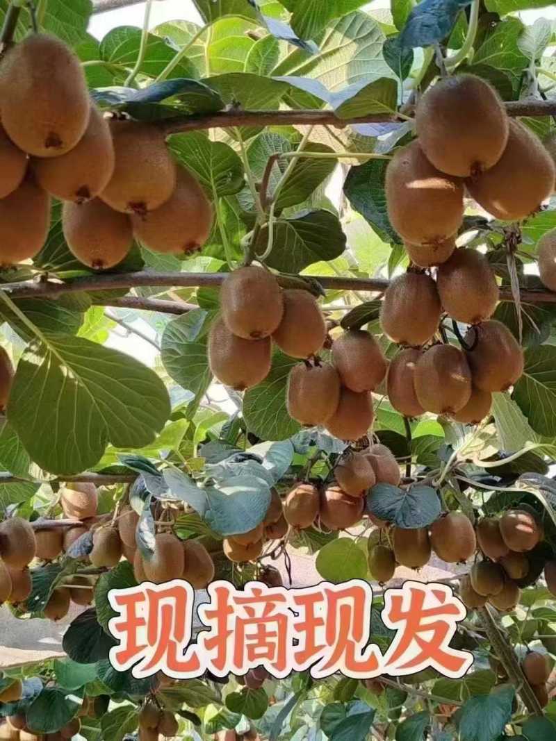 猕猴桃