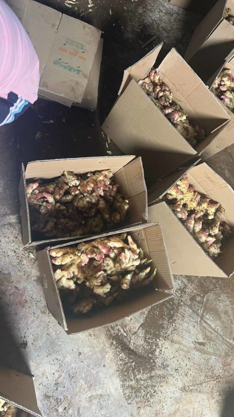 云南小黄姜大量上市支持全国一件整车发货
