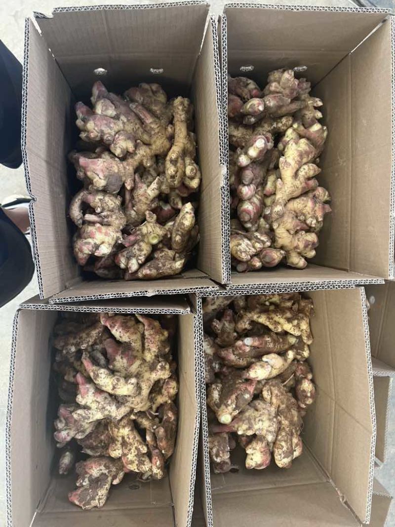 云南小黄姜大量上市支持全国一件整车发货