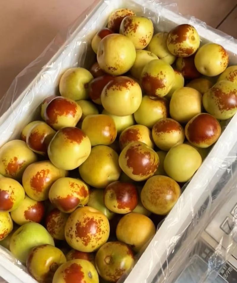 沾化冬枣