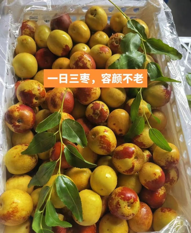 沾化冬枣
