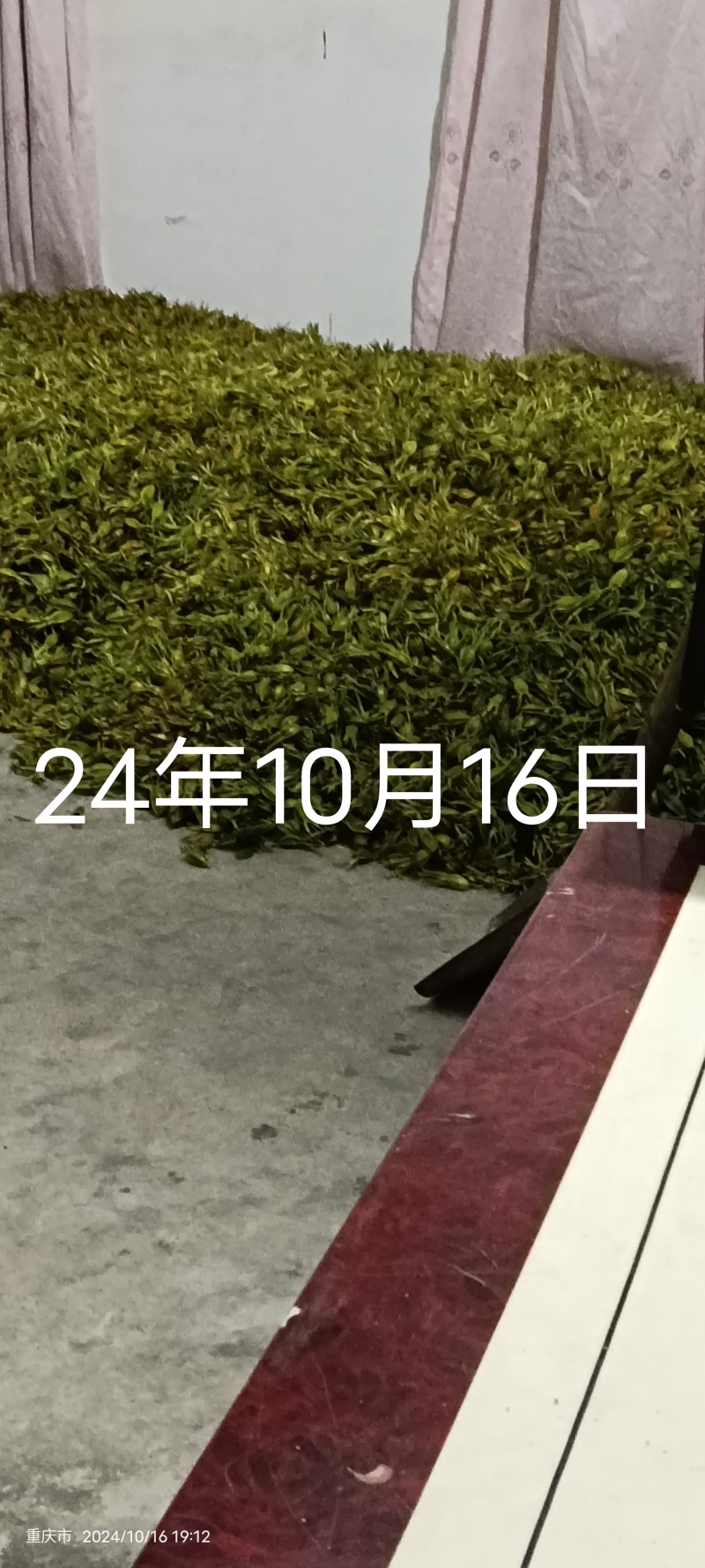 重庆市开州区出售鲜栀子果