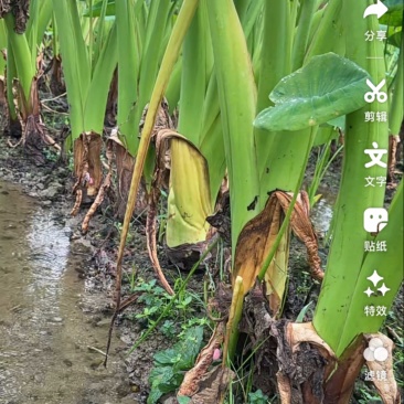 正宗贺州香芋