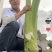 正宗贺州香芋