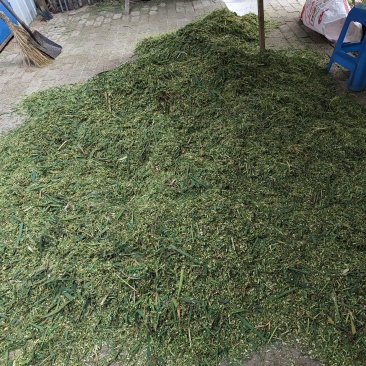 吃草当地笨鹅