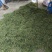 吃草当地笨鹅