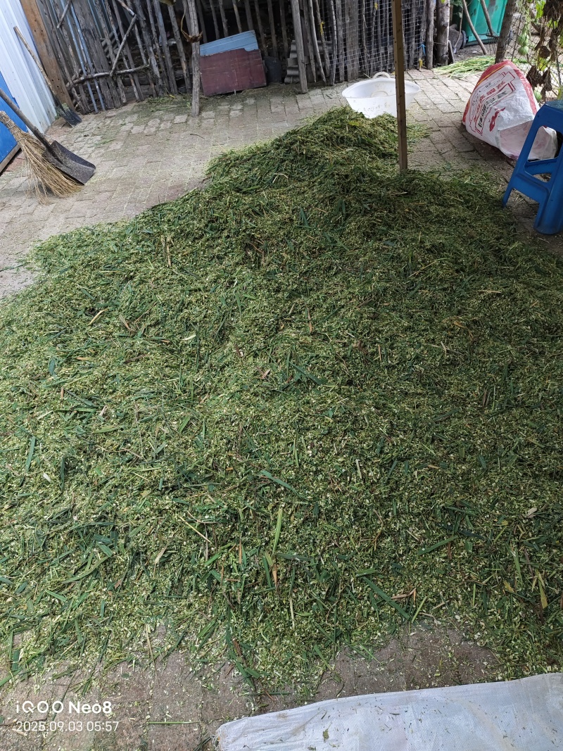 吃草当地笨鹅