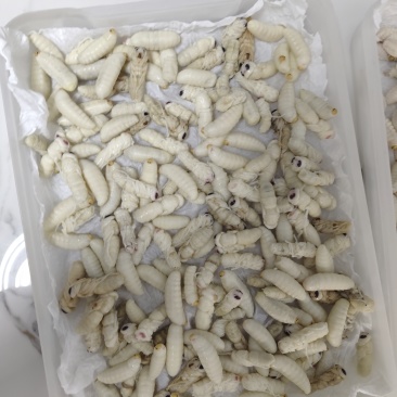 虎头蜂蜂蛹