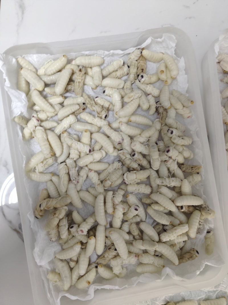 虎头蜂蜂蛹