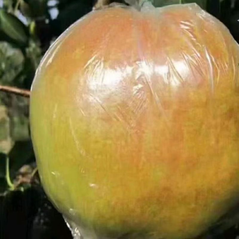 隰县玉露香通货75起步