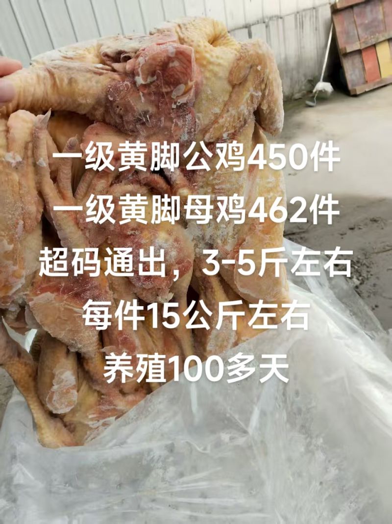存货一级黄脚公鸡母鸡超码通出，3-5斤左右每件15公斤