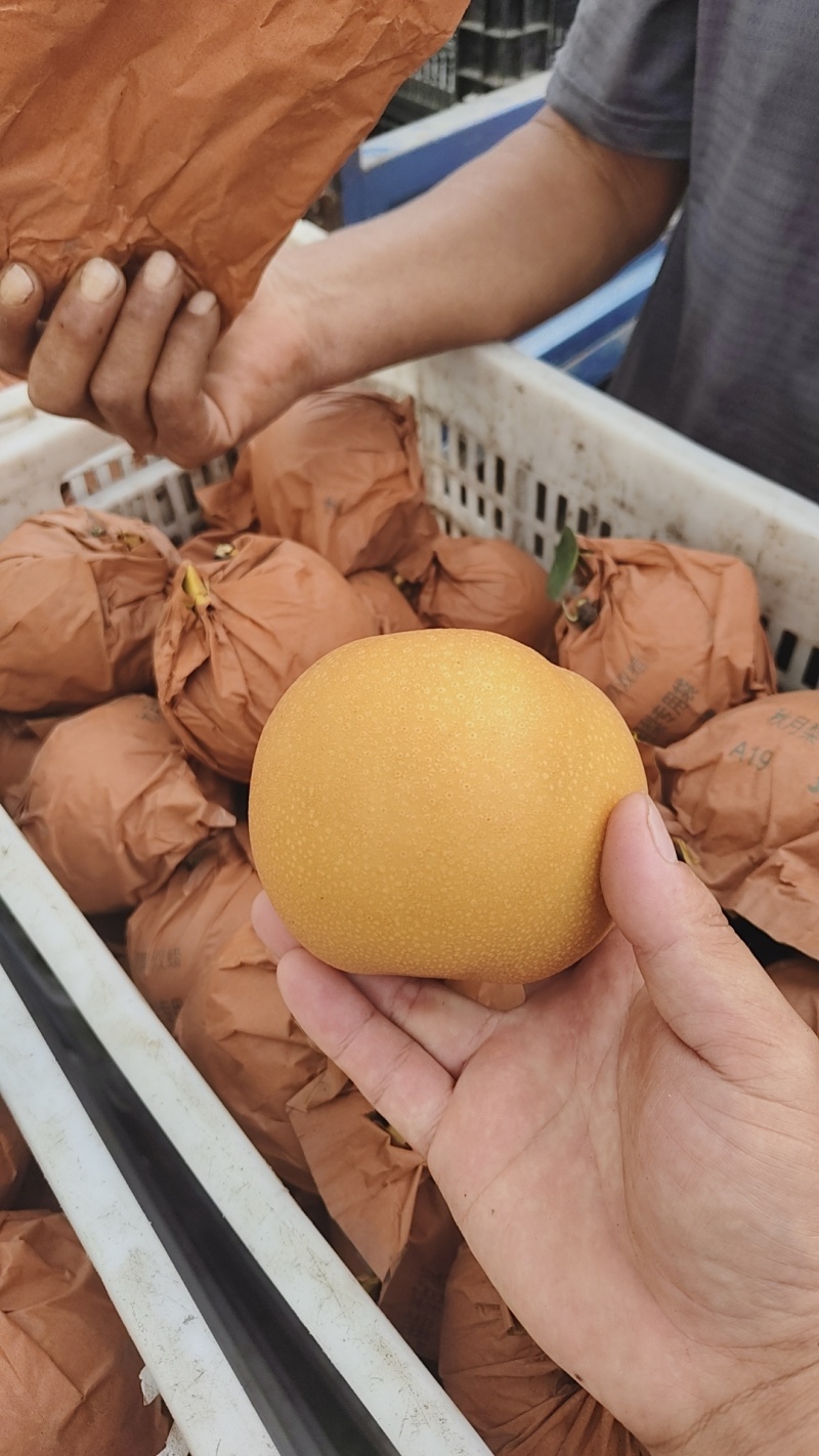 秋月梨