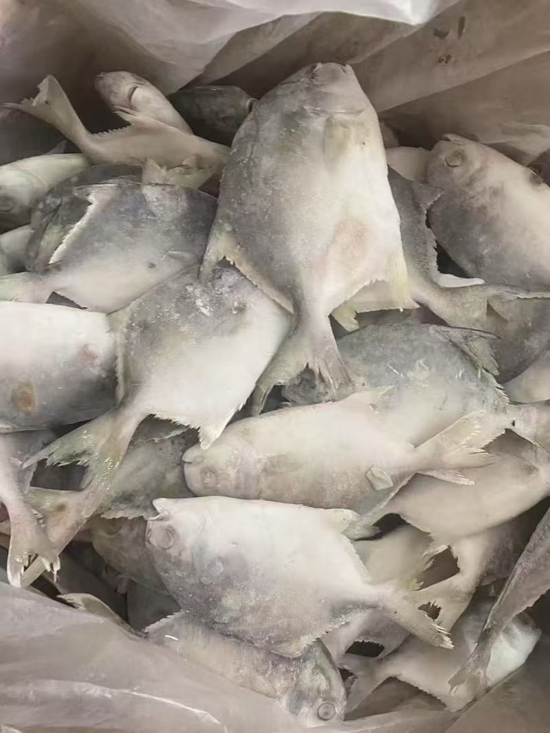 次品鲳鱼100/200有货