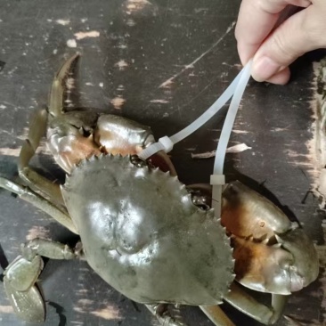 青蟹