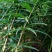 仿野生种植鸡头黄精鲜货