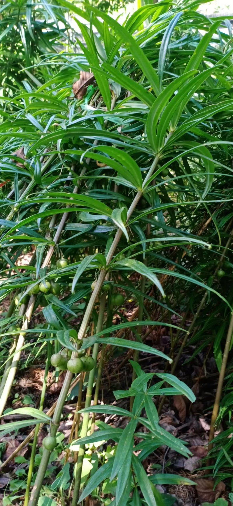 仿野生种植鸡头黄精鲜货