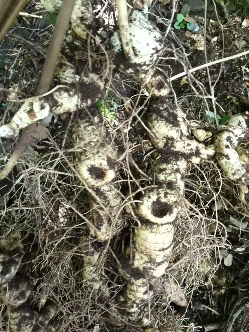 仿野生种植鸡头黄精鲜货