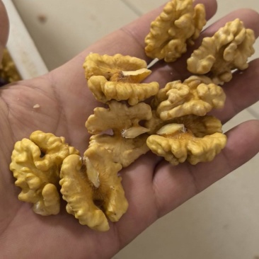 新疆185核桃仁尖白尖普