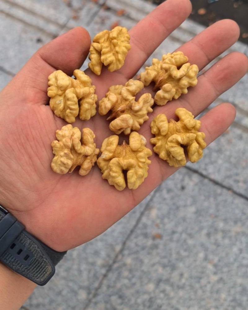 新疆185核桃仁尖白尖普