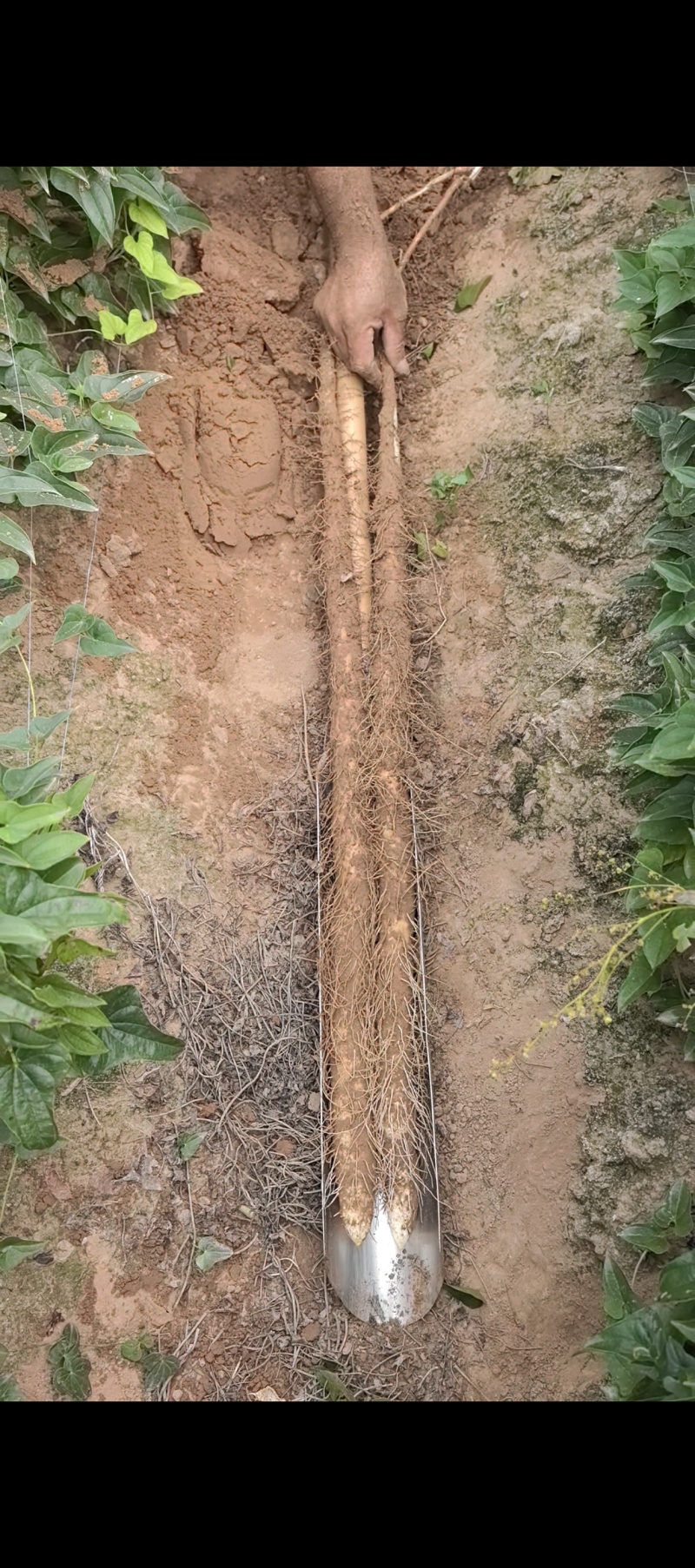 河北邯郸临漳铁棍山药