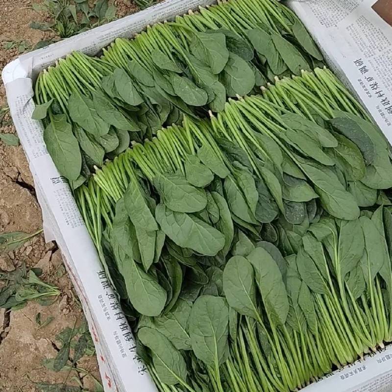 精品菠菜苗