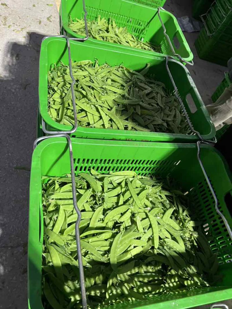 9月16日价格一级12～14中品8～12电商货3～6