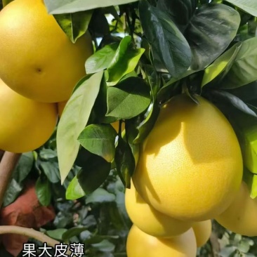 梅州红肉蜜柚！欢迎咨询！精选靓果，现摘现发三红蜜柚