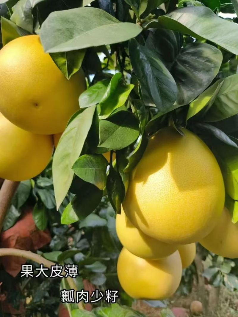 梅州红肉蜜柚！欢迎咨询！精选靓果，现摘现发三红蜜柚