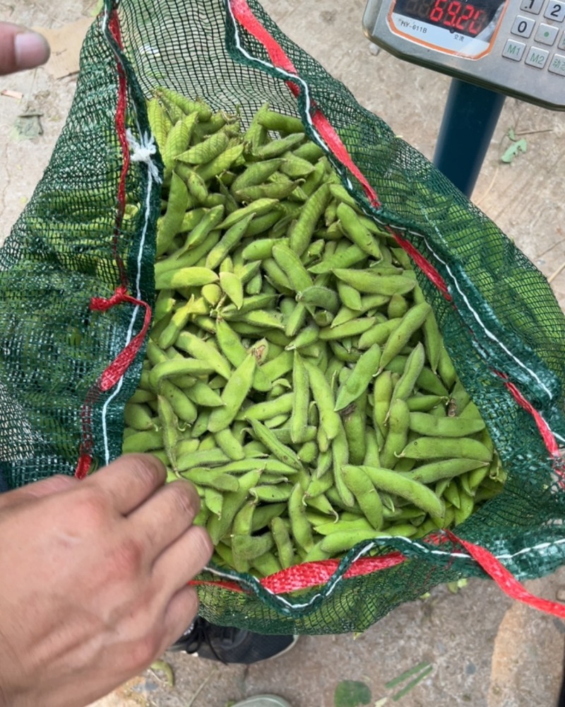 毛豆毛豆