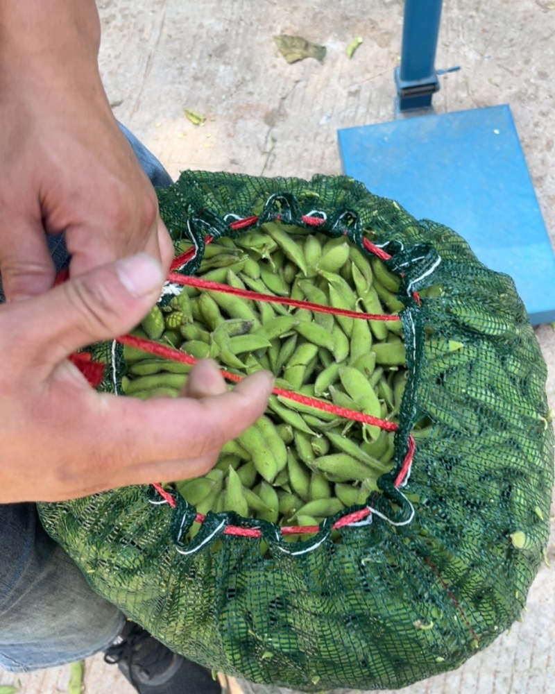 毛豆毛豆