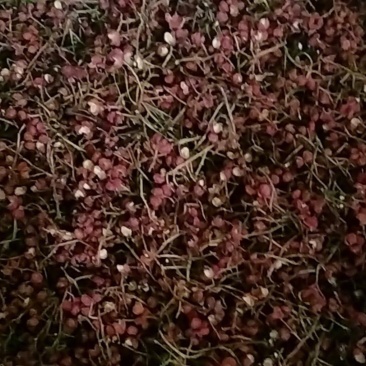 红干花椒