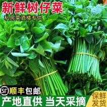 树仔菜