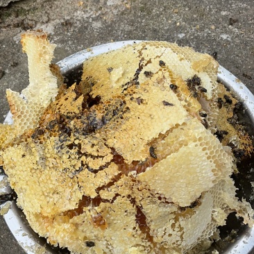 自家土蜂蜜
