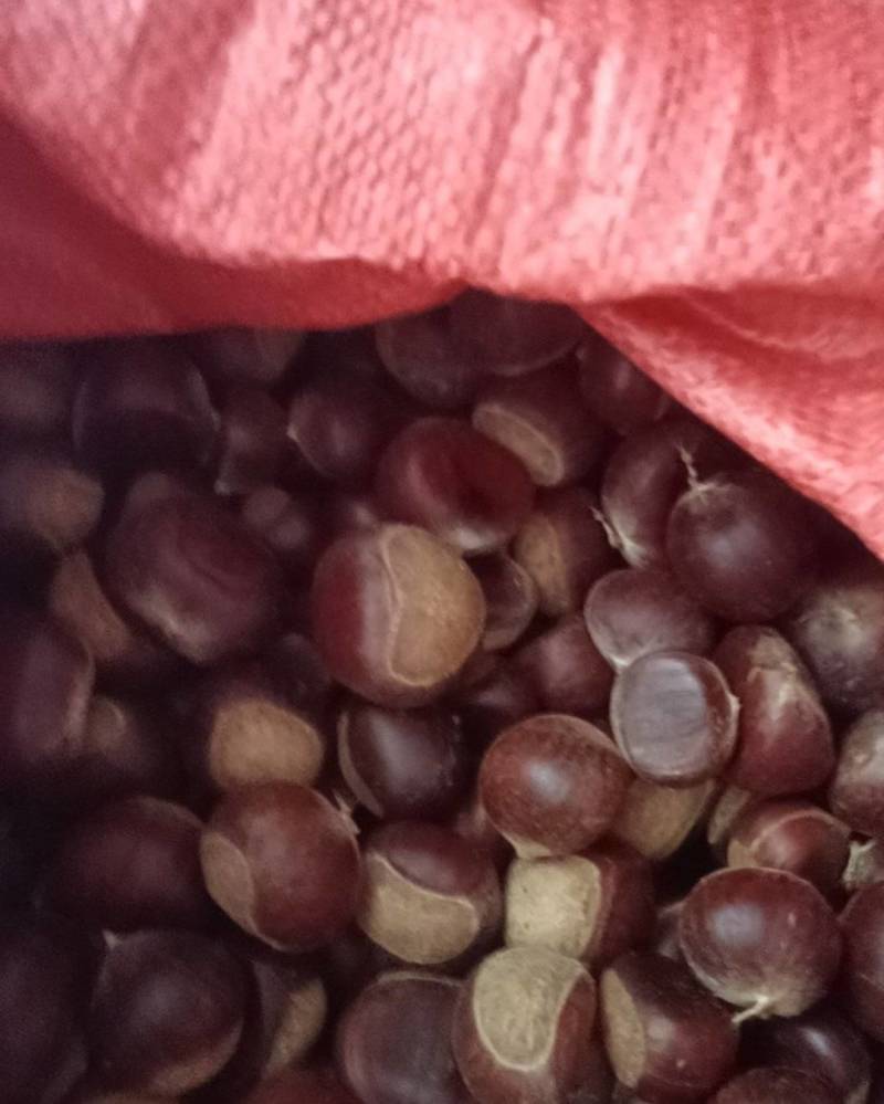 土把栗